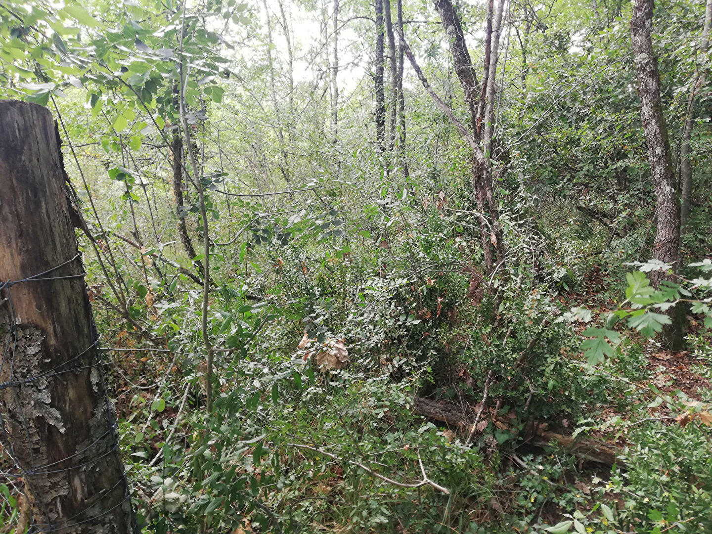 Terrain situé dans le secteur de Najac, près de Lescure d
