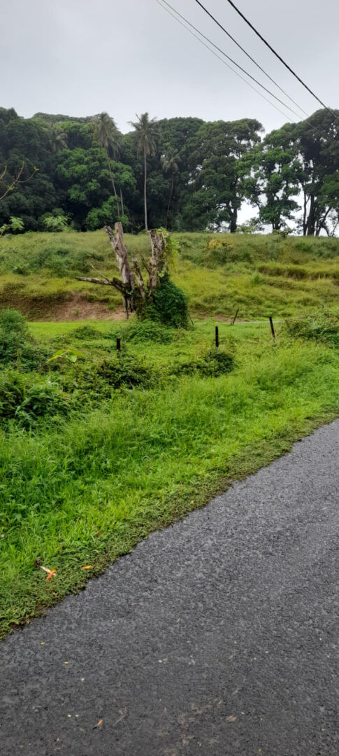 Très beau et grand terrain de 31 hectares à vendre à Raiatea