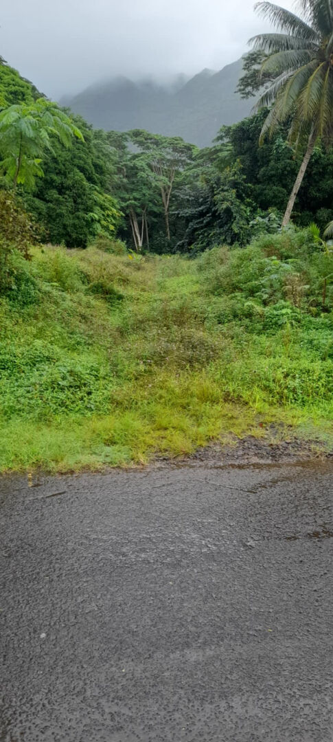 Très beau et grand terrain de 31 hectares à vendre à Raiatea