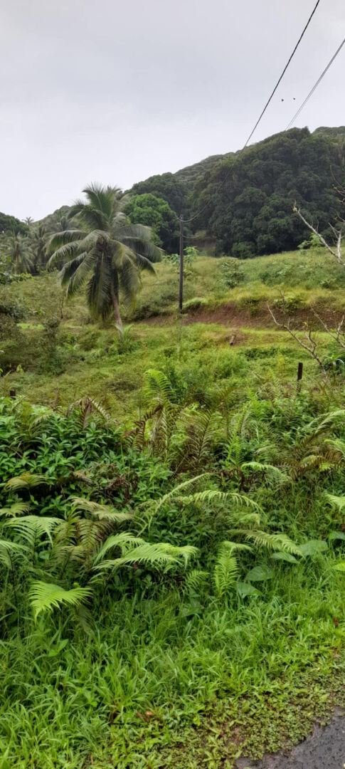 Très beau et grand terrain de 31 hectares à vendre à Raiatea