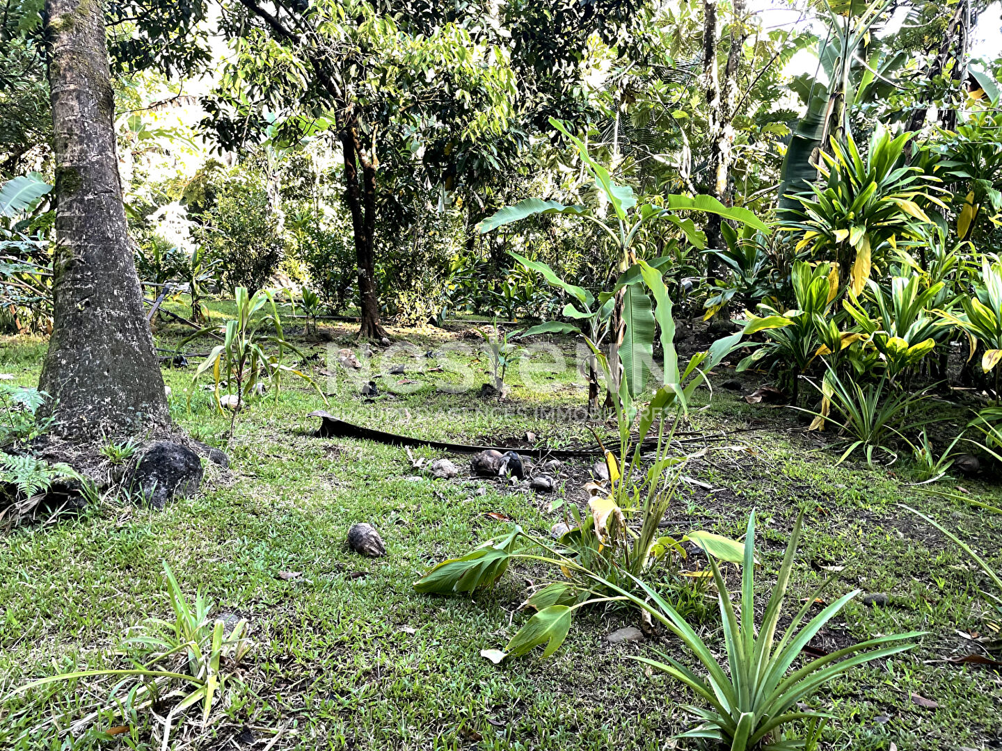 Beau terrain à vendre à Tiarei en pleine nature !