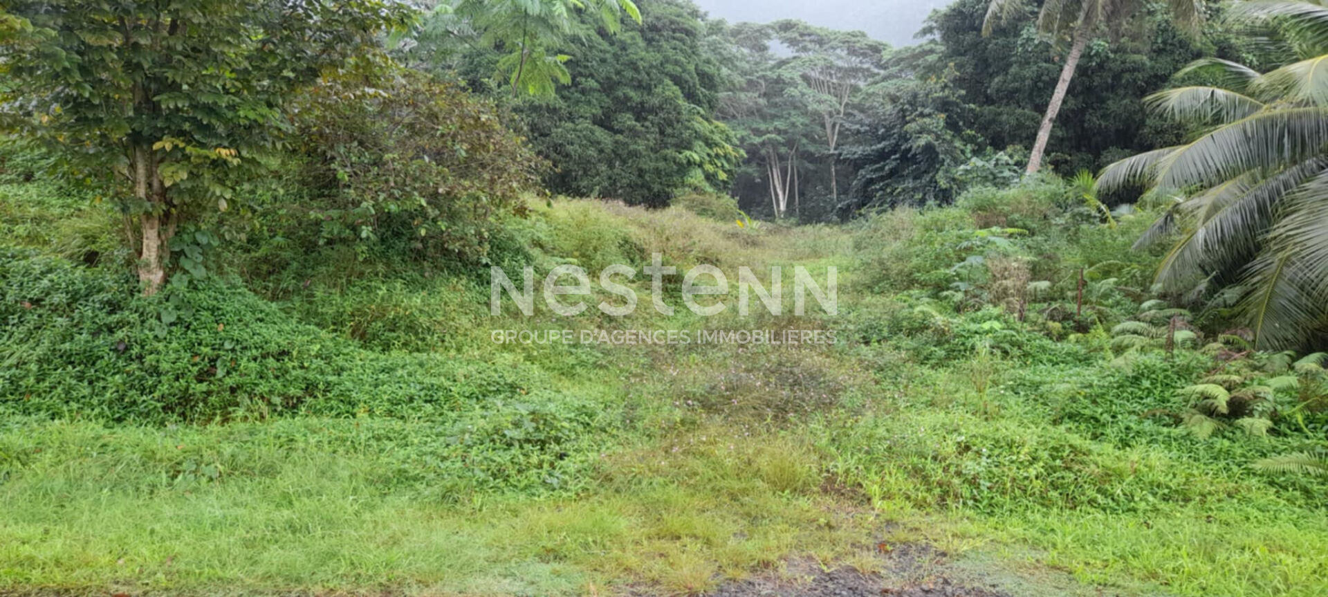Très beau et grand terrain de 31 hectares à vendre à Raiatea