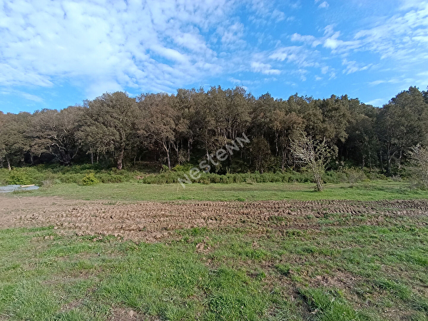 Vente terrain à Barchetta (20290)