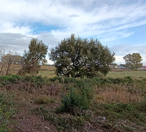 Vente terrain à Barchetta (20290)