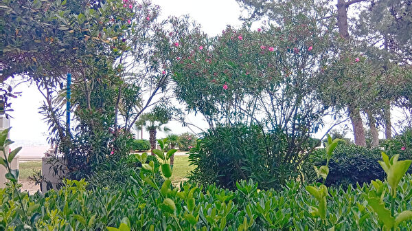 Vente appartement à Argeles sur mer (66700)